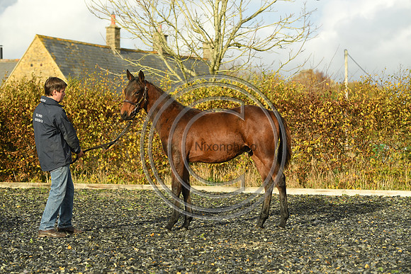 Foal6_Selwood_PN22_55824