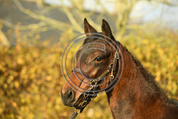 Foal6_Selwood_PN22_55833
