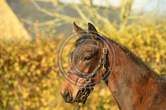 Foal6_Selwood_PN22_55834