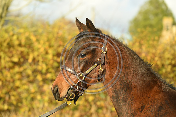 Foal6_Selwood_PN22_55835