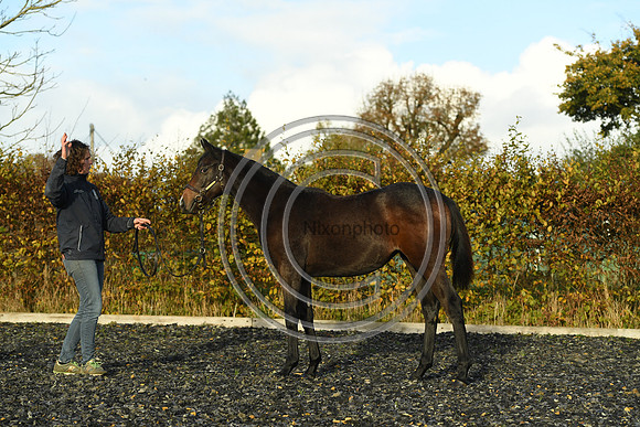 Foal7_Selwood_PN22_55847