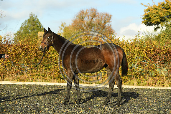 Foal7_Selwood_PN22_55870