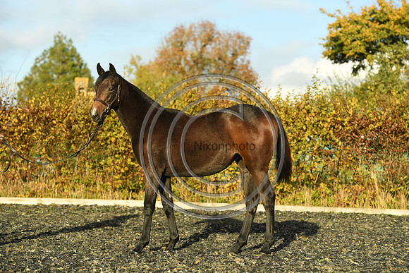 Foal7_Selwood_PN22_55872
