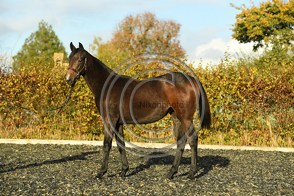 Foal7_Selwood_PN22_55874