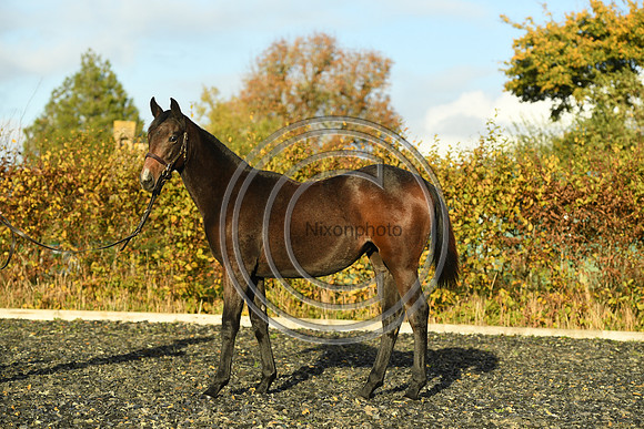 Foal7_Selwood_PN22_55876
