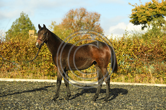Foal7_Selwood_PN22_55877