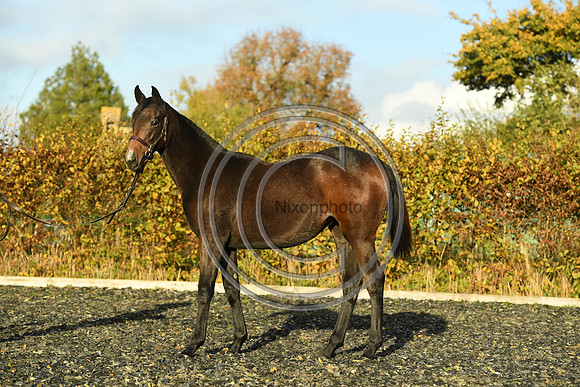 Foal7_Selwood_PN22_55878