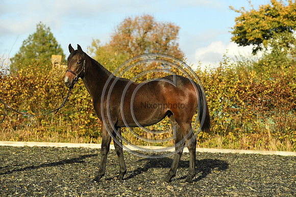 Foal7_Selwood_PN22_55879