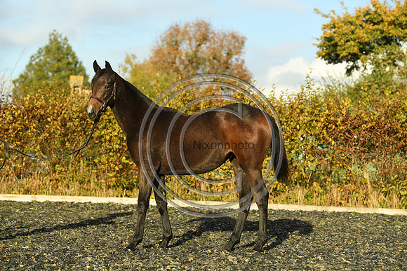 Foal7_Selwood_PN22_55880