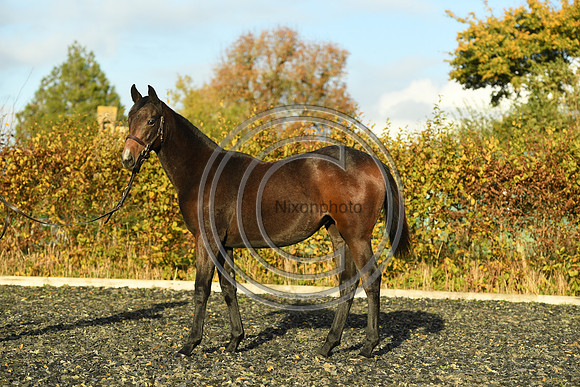 Foal7_Selwood_PN22_55881