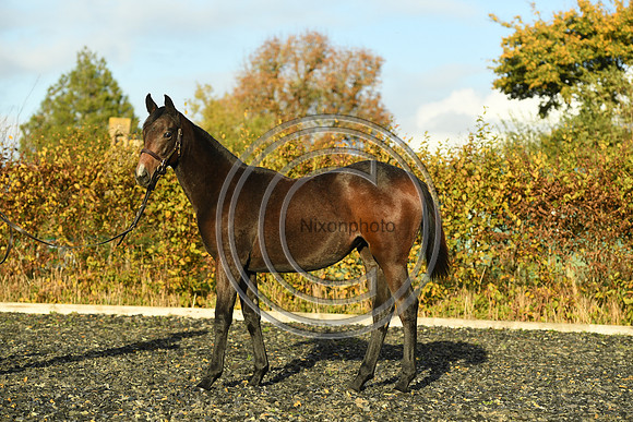 Foal7_Selwood_PN22_55882