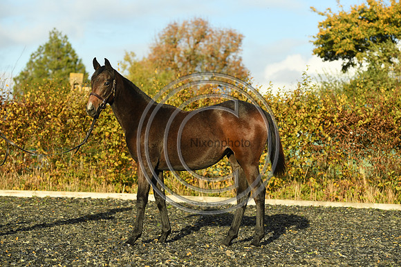 Foal7_Selwood_PN22_55883