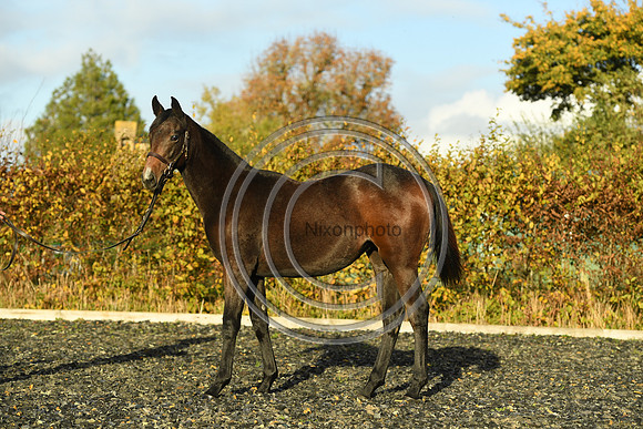 Foal7_Selwood_PN22_55886