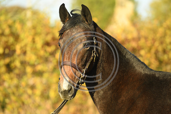 Foal7_Selwood_PN22_55888