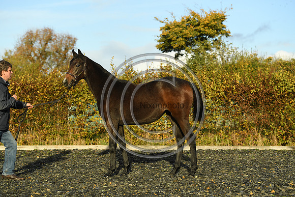 Foal7_Selwood_PN22_55894