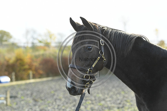 Foal7_Selwood_PN22_55908