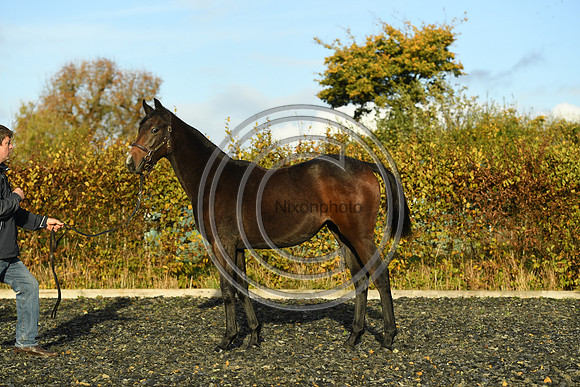 Foal7_Selwood_PN22_55901