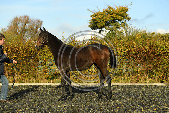 Foal7_Selwood_PN22_55896