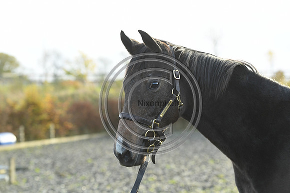 Foal7_Selwood_PN22_55909