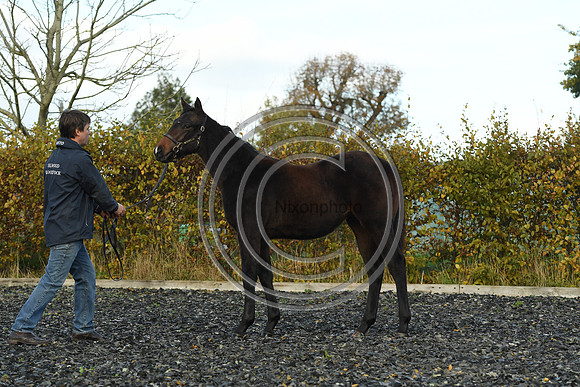 Foal8_Selwood_PN22_55922
