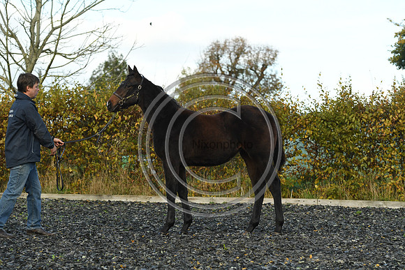 Foal8_Selwood_PN22_55928