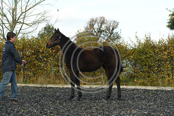 Foal8_Selwood_PN22_55929