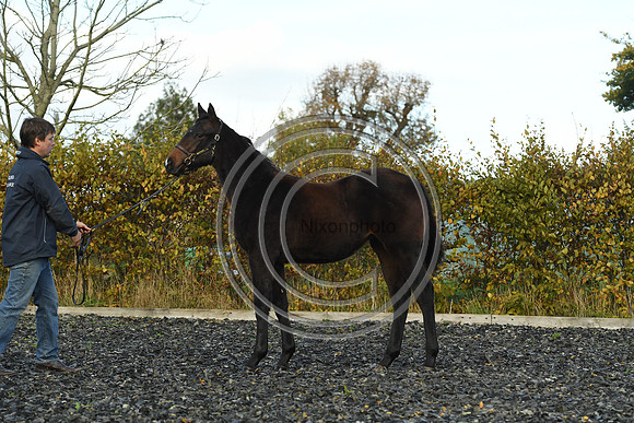 Foal8_Selwood_PN22_55930