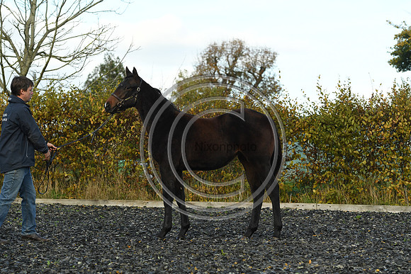 Foal8_Selwood_PN22_55932