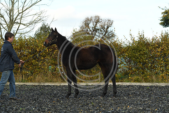 Foal8_Selwood_PN22_55938