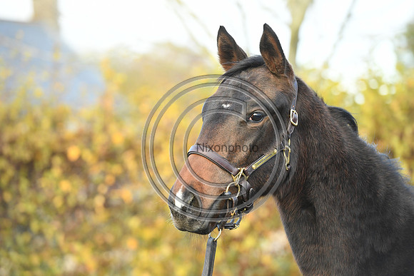 Foal8_Selwood_PN22_55954