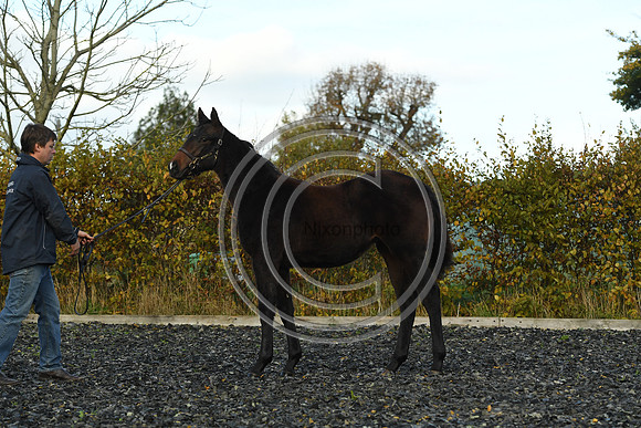 Foal8_Selwood_PN22_55946