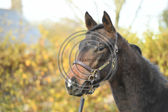 Foal8_Selwood_PN22_55955