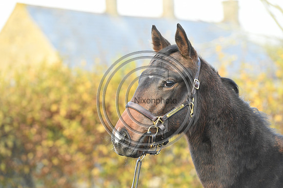 Foal8_Selwood_PN22_55958