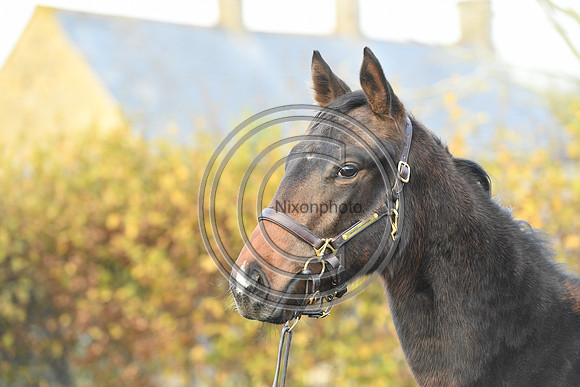 Foal8_Selwood_PN22_55959