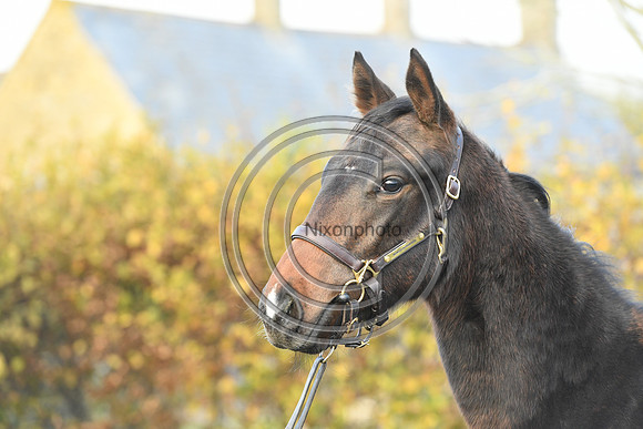 Foal8_Selwood_PN22_55960