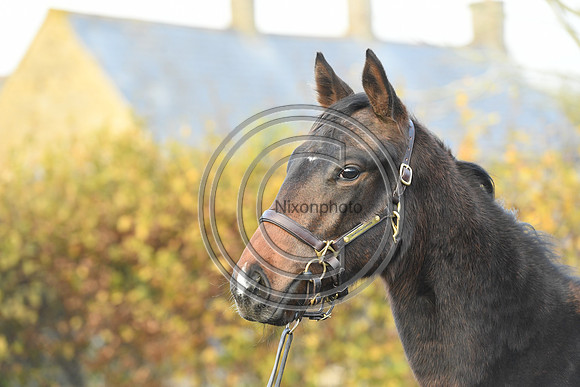 Foal8_Selwood_PN22_55962