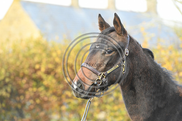 Foal8_Selwood_PN22_55961