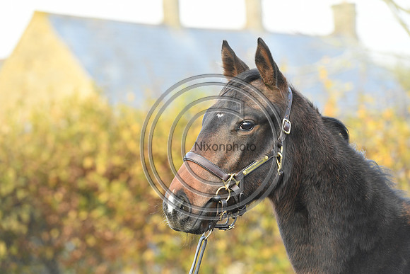 Foal8_Selwood_PN22_55963