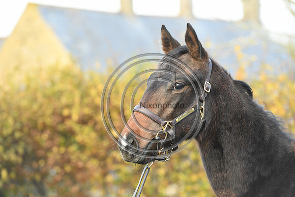 Foal8_Selwood_PN22_55964