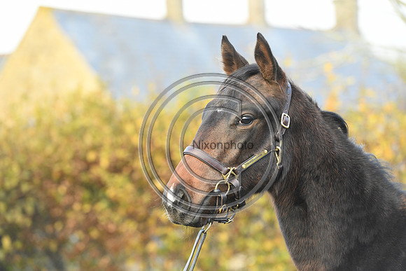 Foal8_Selwood_PN22_55965