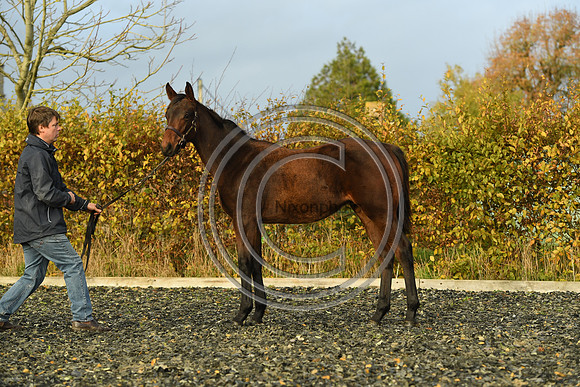 Foal9_Selwood_PN22_55967