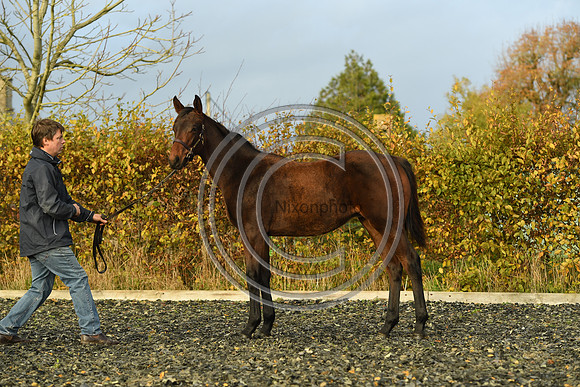 Foal9_Selwood_PN22_55968