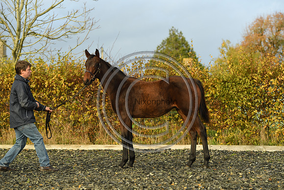Foal9_Selwood_PN22_55969