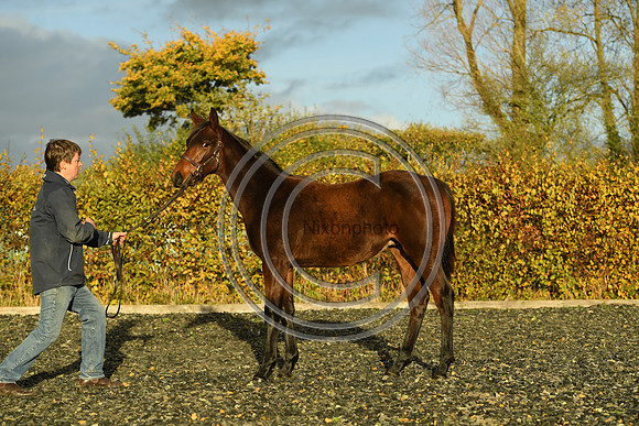 Foal9_Selwood_PN22_55981