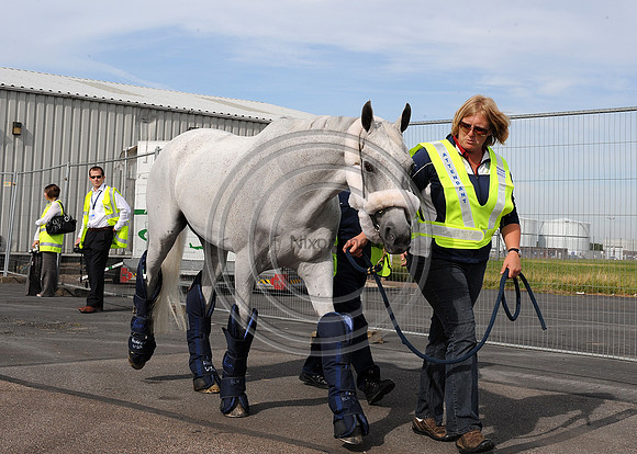 OlympicHorses_08KH286