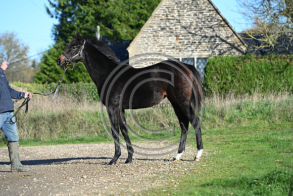 Foal_Selwood_PN88