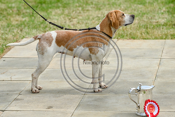 Festival of Hounds 2024