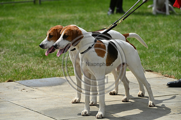 Festival of Hounds 2024