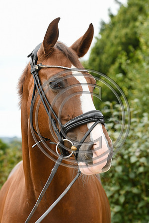 Collective Equestrian