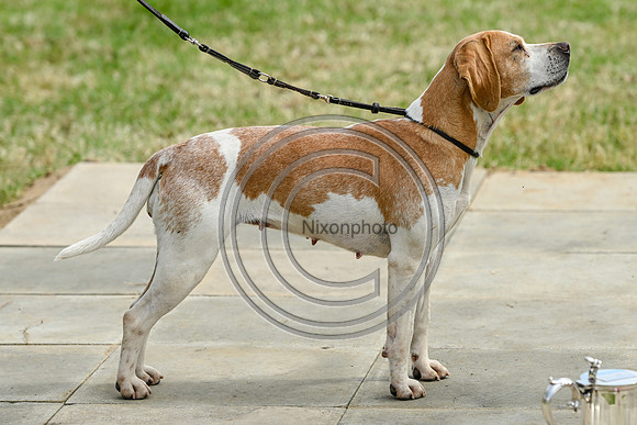 Festival of Hounds 2024